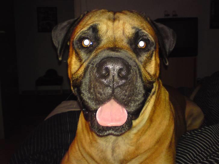 Boerboel Anasha Hector II billede 10