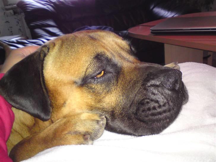 Boerboel Anasha Hector II billede 11