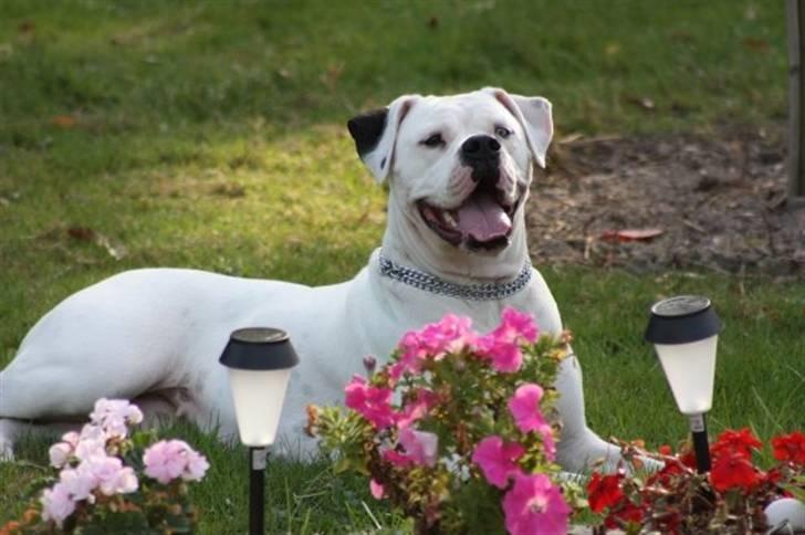 Amerikansk bulldog Kettners Feige (RIP 24/4-2016) - freja nyder den store have hos mine forældre billede 14