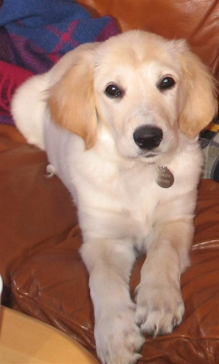 Golden retriever Sika - Ja nu er jeg 13 uger gammel billede 13