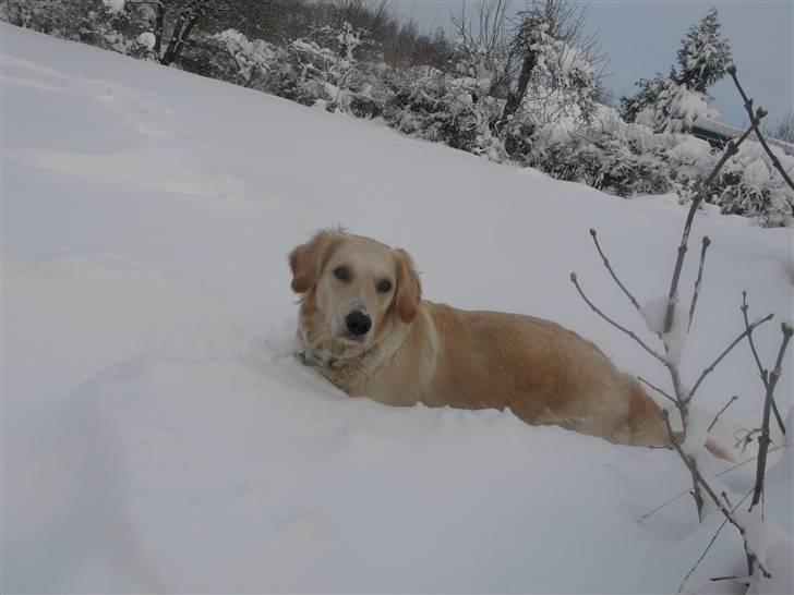 Golden retriever Sika - Sika i Meget sne billede 14
