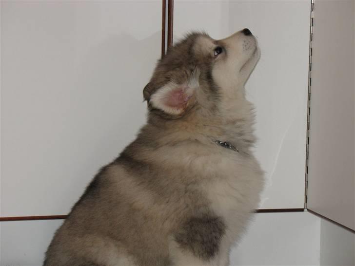 Alaskan malamute Cosmo død 9/3 09 - Skal min mad stå så højt oppe hele dagen, jeg kan ikke NÅ den billede 16
