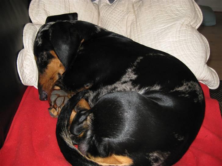 Gravhund Punch - En lur på sofaen er altid dejligt. billede 15