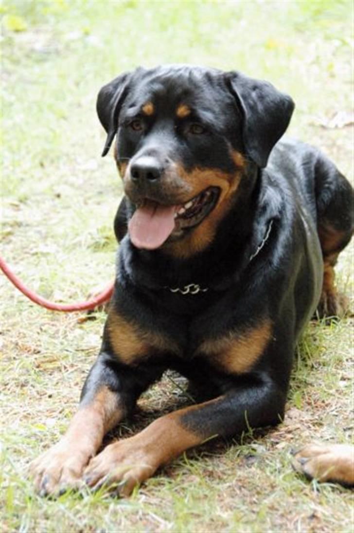 Rottweiler Sostack´s Frida billede 16
