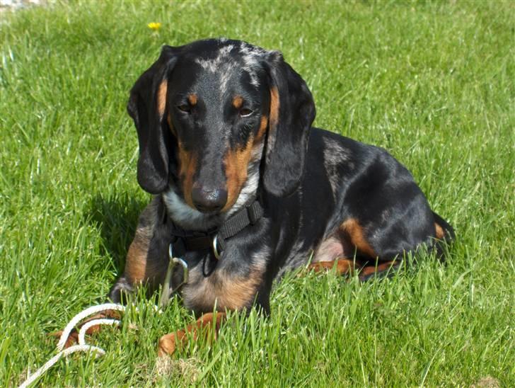 Gravhund Punch - uuuh det er skønt ude i haven. billede 16