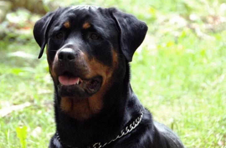 Rottweiler Sostack´s Frida billede 17