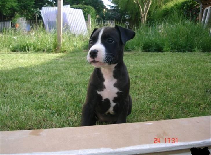 Amerikansk staffordshire terrier Camí - 8 uger gammel billede 5