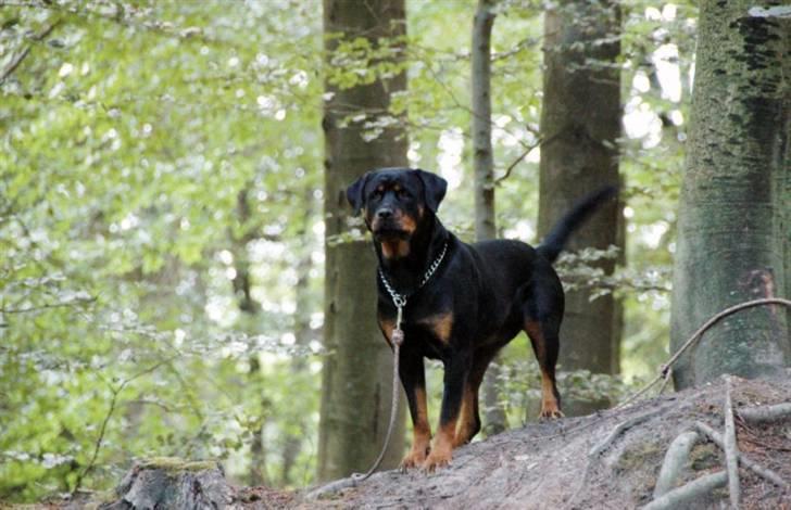 Rottweiler Sostack´s Frida billede 18