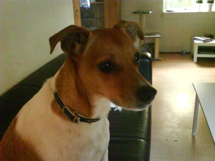 Dansk svensk gaardhund Angel billede 14