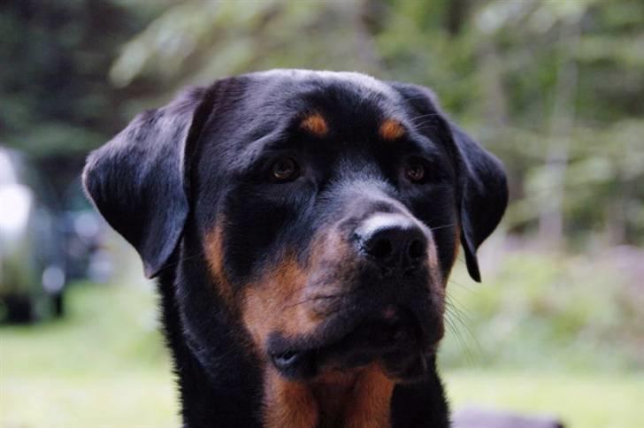 Rottweiler Sostack´s Frida billede 19