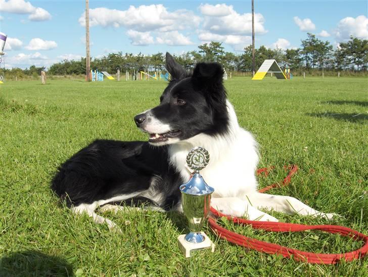 Border collie Pomba billede 19