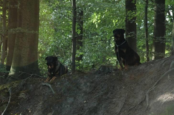 Blanding af racer Futte billede 11