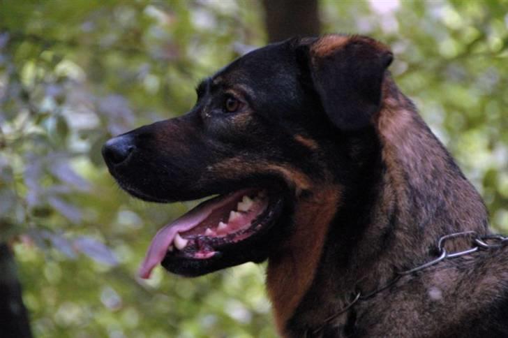 Blanding af racer Futte billede 12