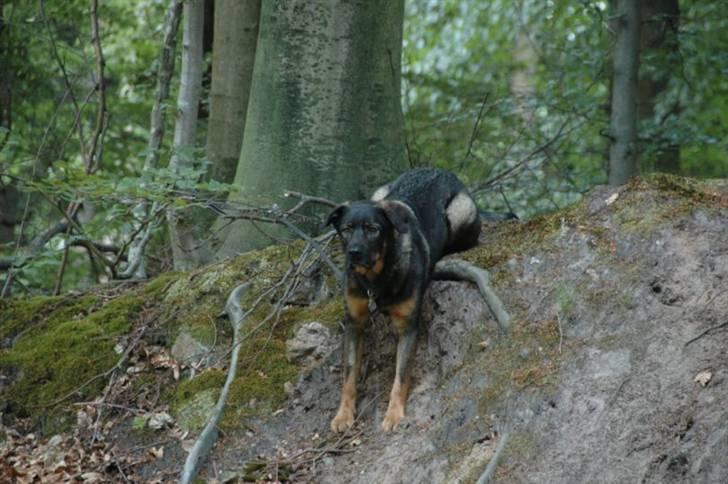 Blanding af racer Futte - Må jeg godt komme nu billede 13