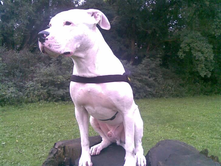 Dogo argentino Dolph billede 1