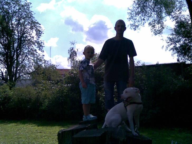 Dogo argentino Dolph billede 2