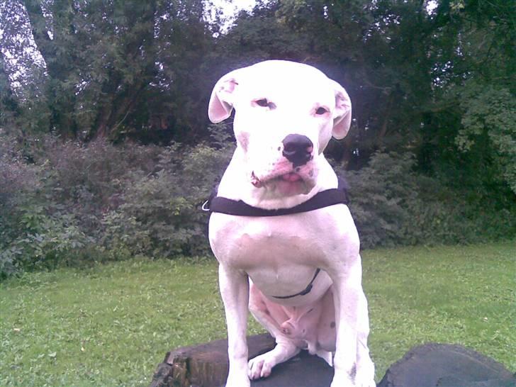 Dogo argentino Dolph billede 3