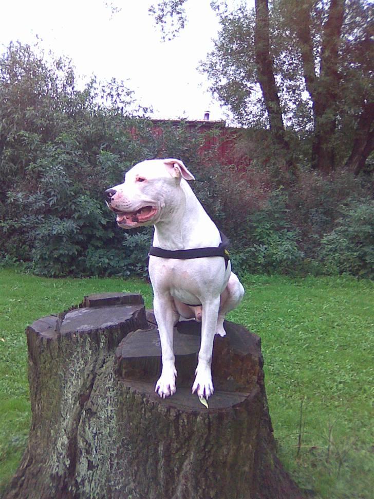 Dogo argentino Dolph billede 4