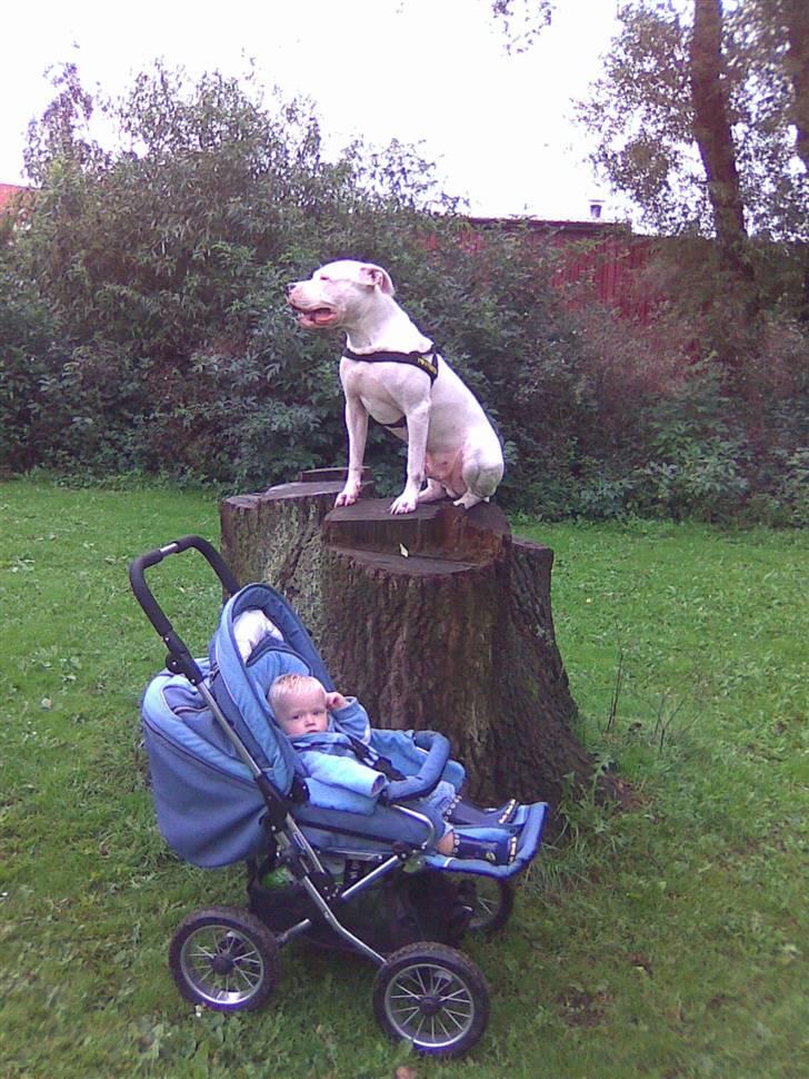 Dogo argentino Dolph billede 5