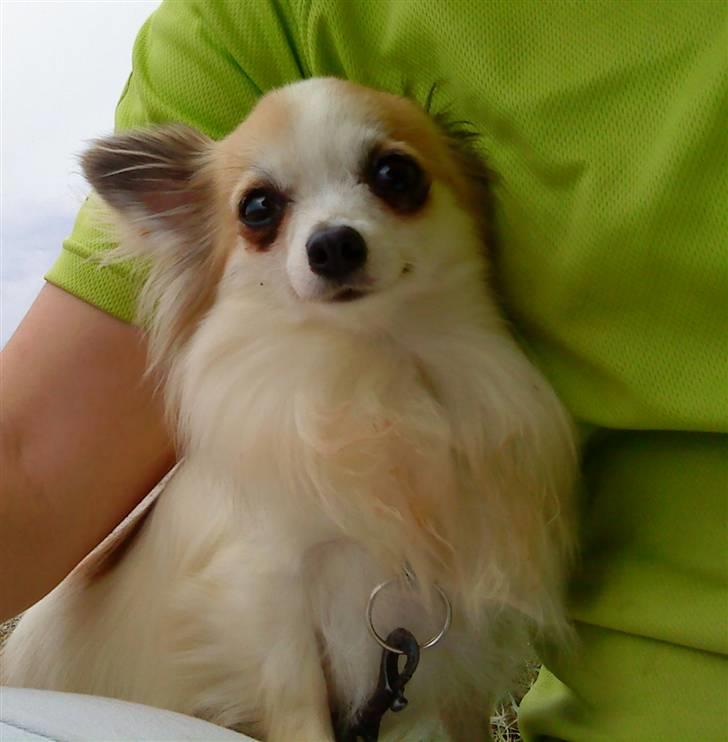 Chihuahua Ninna Mus billede 1