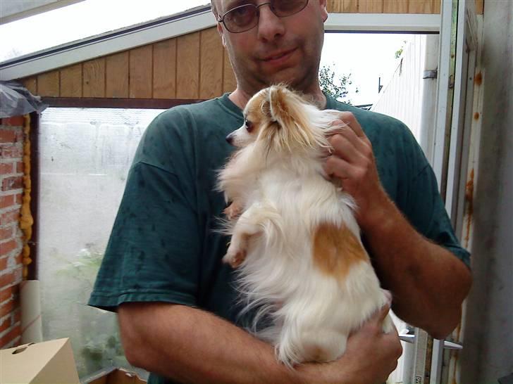 Chihuahua Ninna Mus billede 2