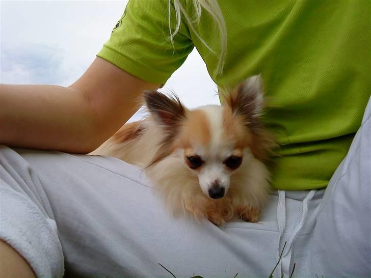 Chihuahua Ninna Mus billede 3