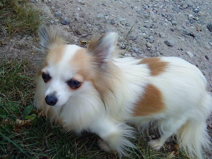 Chihuahua Ninna Mus billede 4