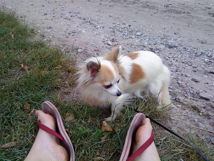 Chihuahua Ninna Mus billede 5