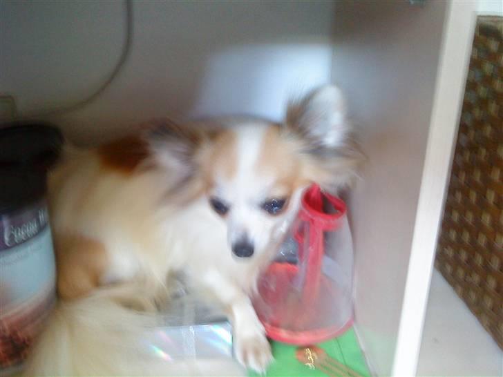 Chihuahua Ninna Mus billede 6