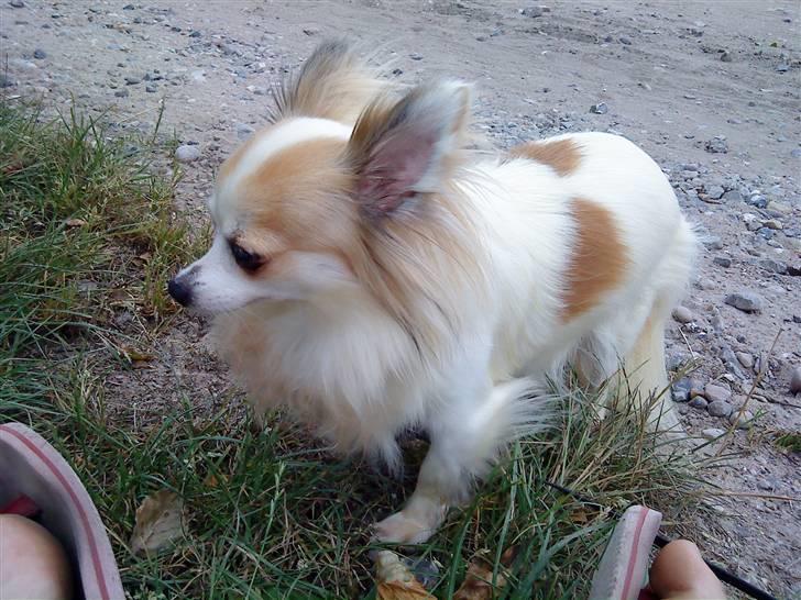 Chihuahua Ninna Mus billede 7