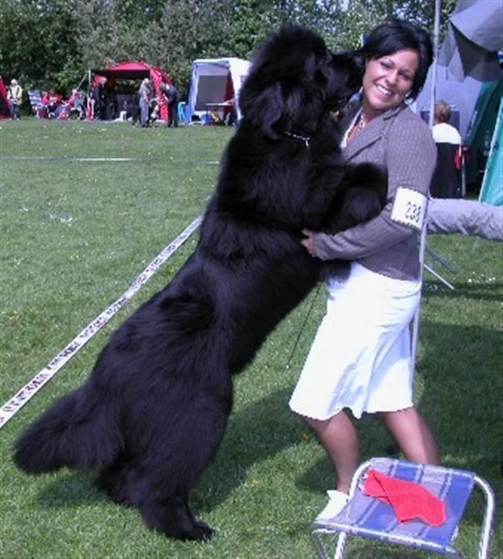 Newfoundlænder Lalle billede 1