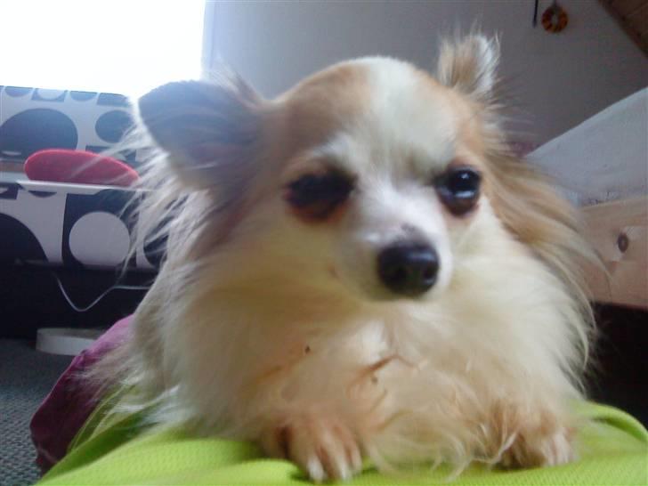 Chihuahua Ninna Mus billede 8