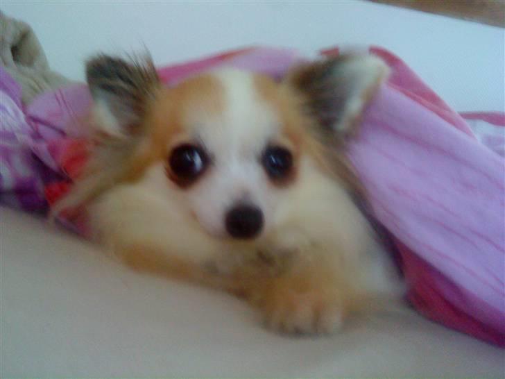 Chihuahua Ninna Mus billede 9