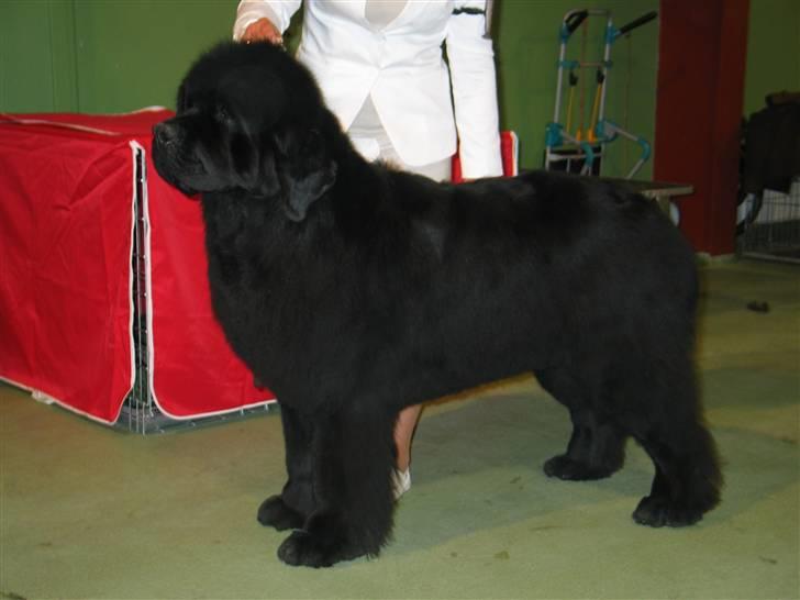 Newfoundlænder Lalle billede 2