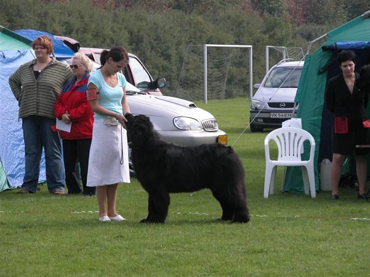 Newfoundlænder Lalle billede 3