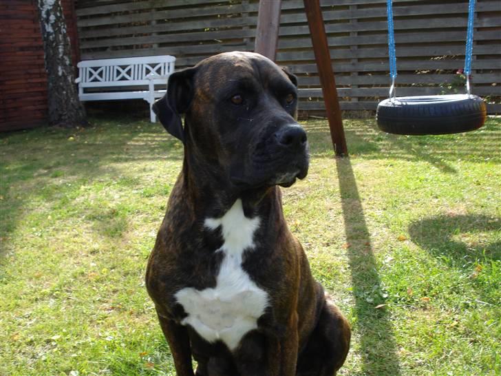 Blanding af racer nala billede 1