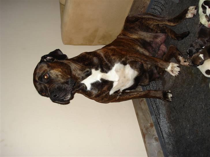 Blanding af racer nala billede 2