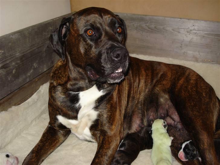 Blanding af racer nala billede 3