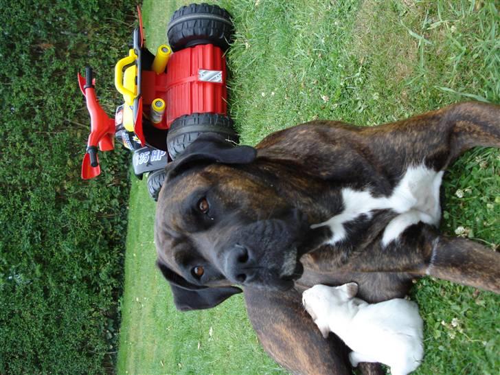 Blanding af racer nala billede 4