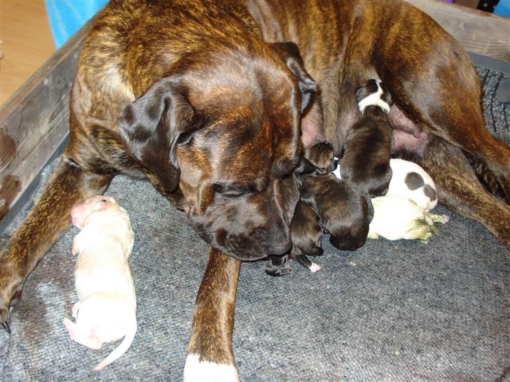 Blanding af racer nala billede 5