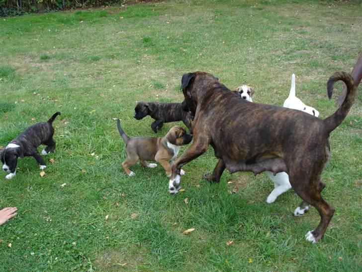 Blanding af racer nala billede 6