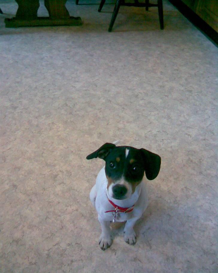 Dansk svensk gaardhund Ronja - "Sagde du godbid???" billede 15