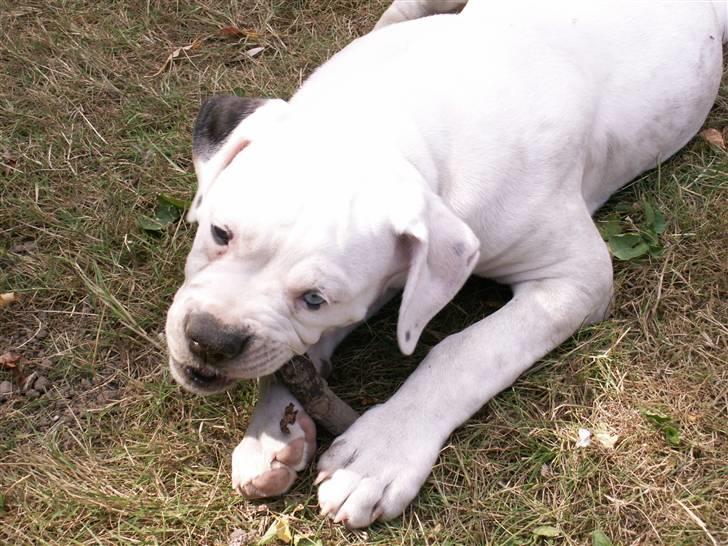 Amerikansk bulldog Kettners Feige (RIP 24/4-2016) - freja nyder den store have hos mine forældre billede 15