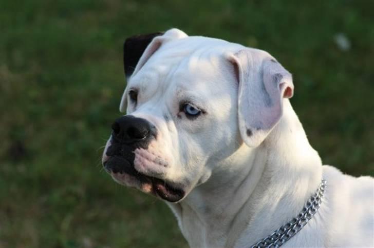 Amerikansk bulldog Kettners Feige (RIP 24/4-2016) -  freja nyder den store have hos mine forældre billede 16