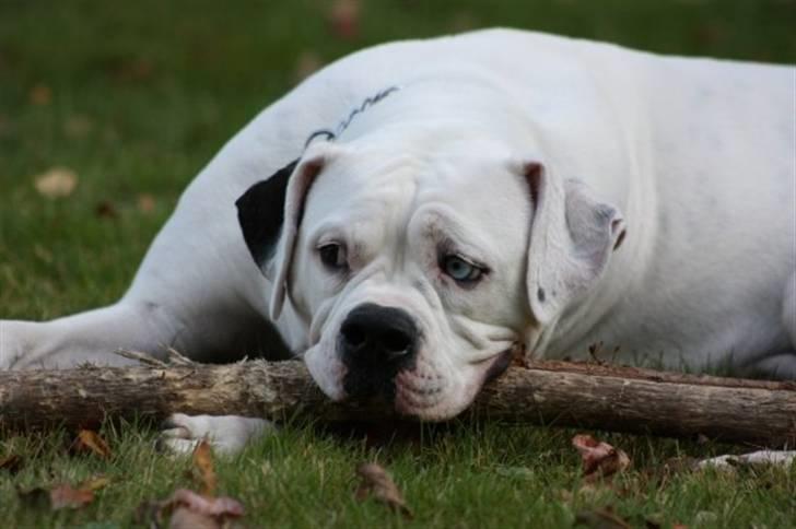 Amerikansk bulldog Kettners Feige (RIP 24/4-2016) - freja nyder den store have hos mine forældre billede 17