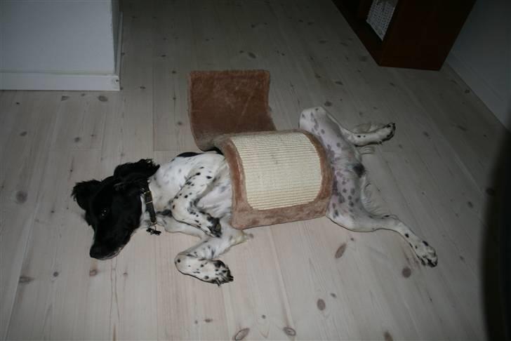 Field Trial spaniel Felix - Jeg kan også bruge kattenes bølge. billede 9