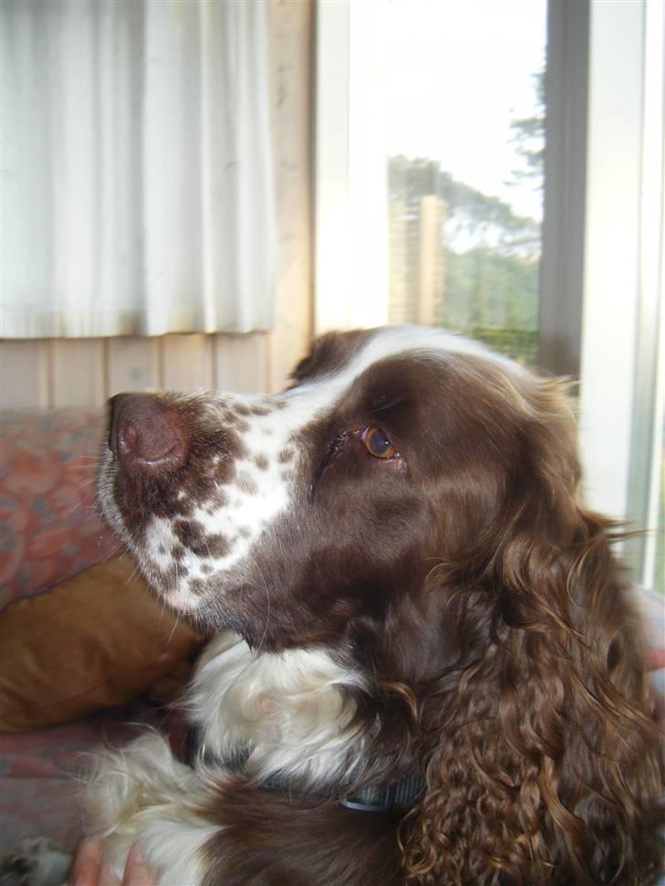 Engelsk springer spaniel frida billede 1