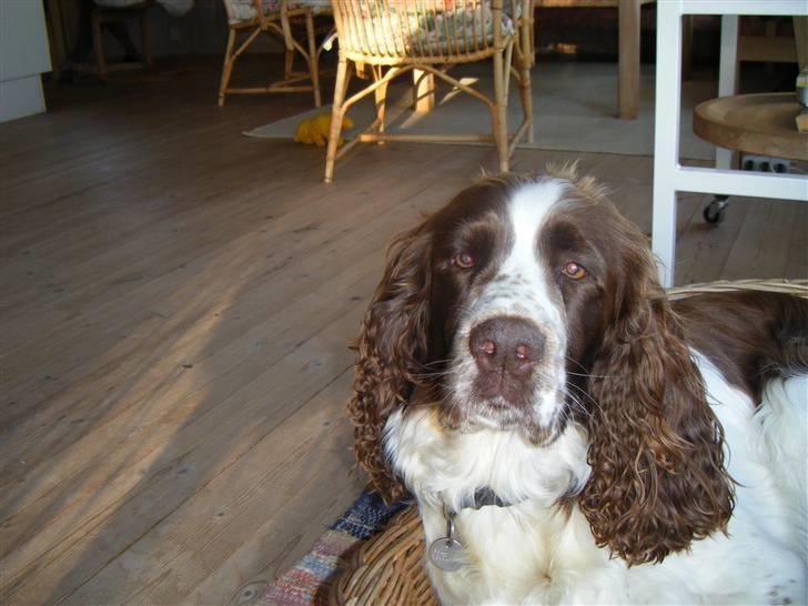 Engelsk springer spaniel frida billede 2