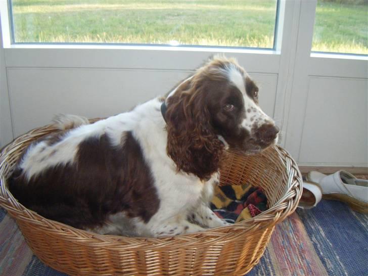 Engelsk springer spaniel frida billede 4