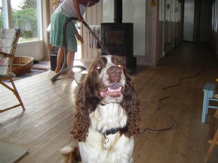 Engelsk springer spaniel frida billede 5